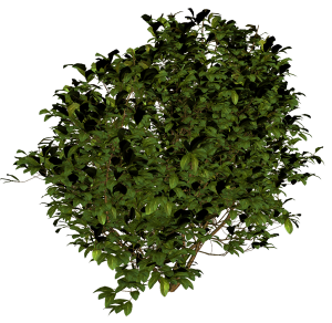 Bush PNG image-7195